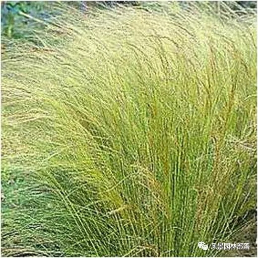 巧妙識別23種景觀設(shè)計常用觀賞草