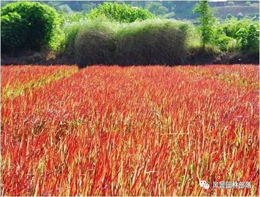 巧妙識別23種景觀設(shè)計常用觀賞草