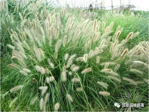 巧妙識別23種景觀設(shè)計常用觀賞草
