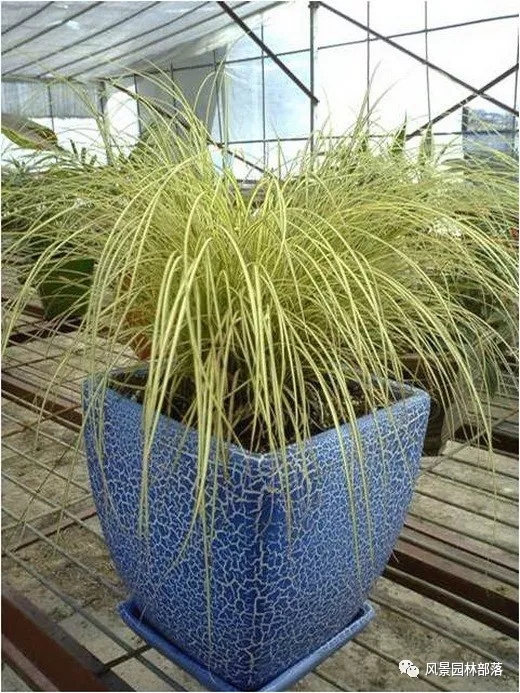 巧妙識別23種景觀設(shè)計常用觀賞草