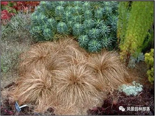 巧妙識別23種景觀設(shè)計常用觀賞草