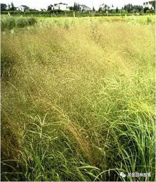 巧妙識別23種景觀設(shè)計常用觀賞草