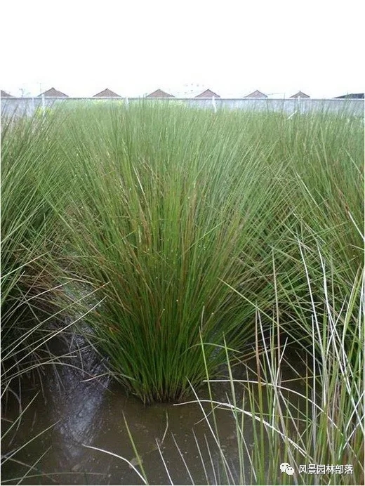 巧妙識別23種景觀設(shè)計常用觀賞草