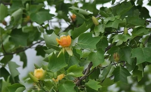 世界5大行道樹,你要知曉