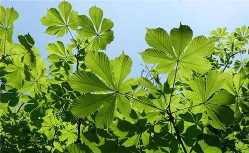 世界5大行道樹,你要知曉