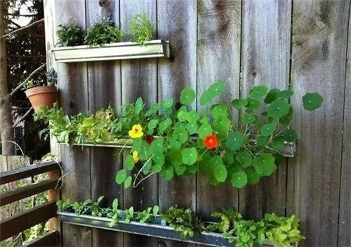 用雨水槽養成垂直的花園、菜園