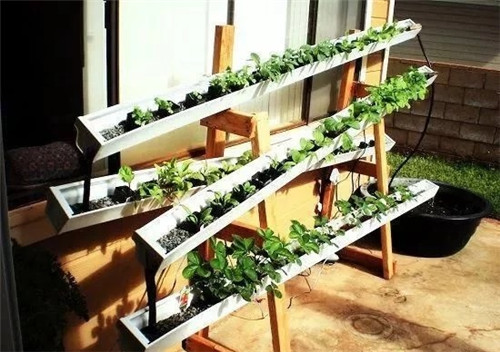 用雨水槽養成垂直的花園、菜園