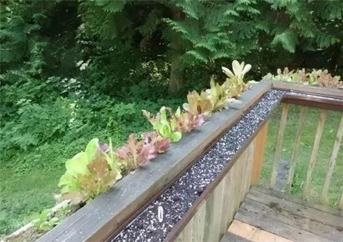 用雨水槽養成垂直的花園、菜園