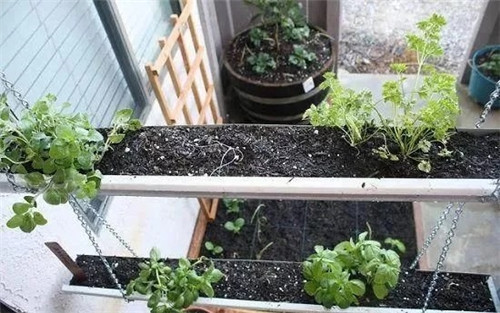 用雨水槽養成垂直的花園、菜園