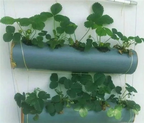 用雨水槽養成垂直的花園、菜園