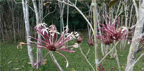 煙火樹，大青屬植物在古籍中的描述