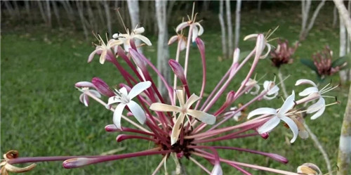 煙火樹，大青屬植物在古籍中的描述