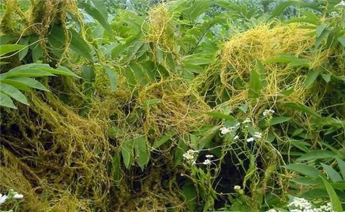 9種擁有動(dòng)物行為的植物