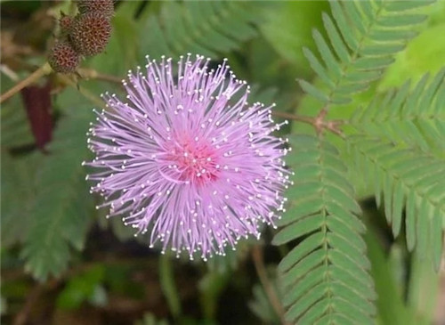 9種擁有動(dòng)物行為的植物