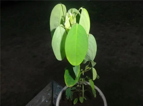 9種擁有動(dòng)物行為的植物