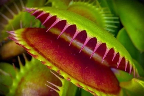 9種擁有動(dòng)物行為的植物