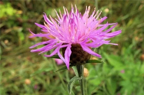 9種擁有動(dòng)物行為的植物