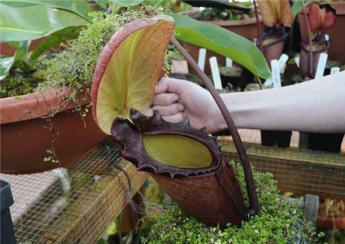 9種擁有動(dòng)物行為的植物