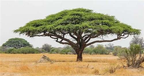 9種擁有動(dòng)物行為的植物