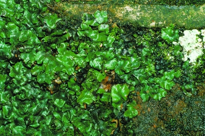 陸地植物或誕生于5億年前