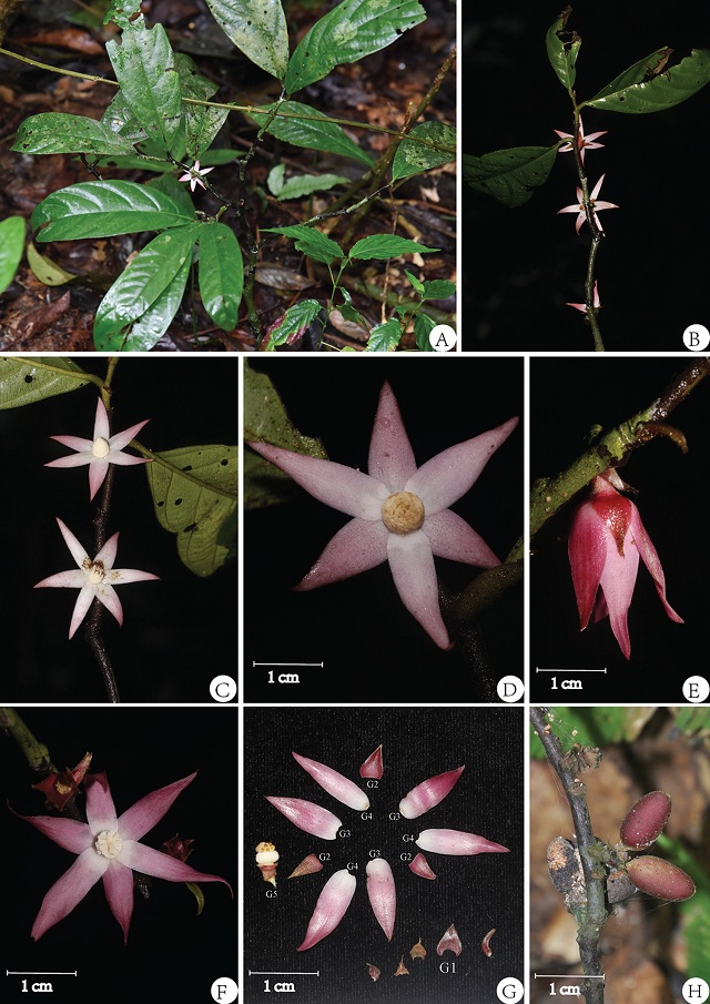 中緬聯合發表海島木屬兩種植物