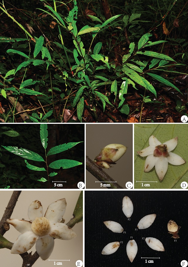 中緬聯合發表海島木屬兩種植物