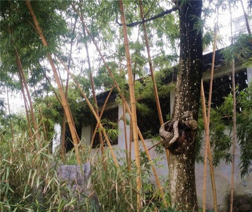 蘇州園林記之環秀山莊——怡園