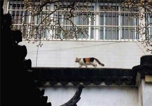 蘇州園林記之環秀山莊——怡園