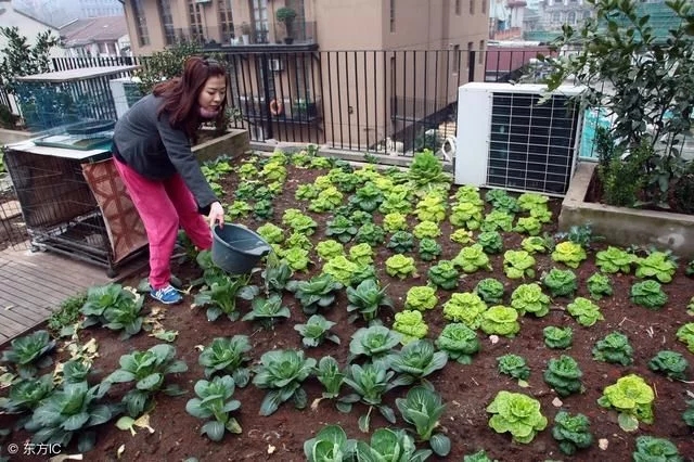 中國和德國屋頂花園發(fā)展對比
