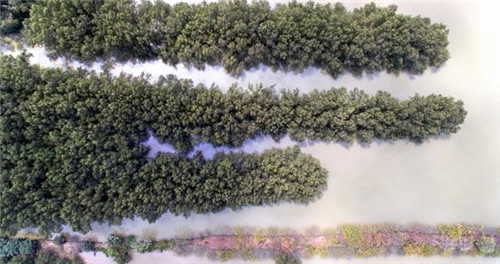 航拍廣州最大的濕地公園——南沙濕地公園