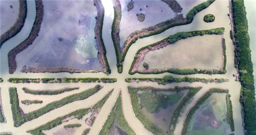 航拍廣州最大的濕地公園——南沙濕地公園