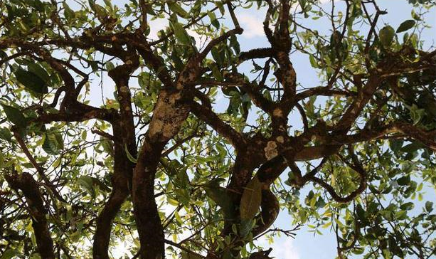 為什么市場上的古樹茶都那么貴？