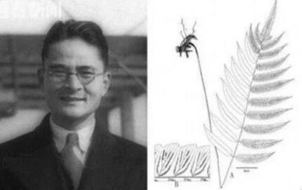 辰山植物園研究團隊發現新隱存種印禪雙蓋蕨