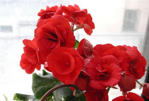 花期最長的花卉之一，四季開花好盆栽