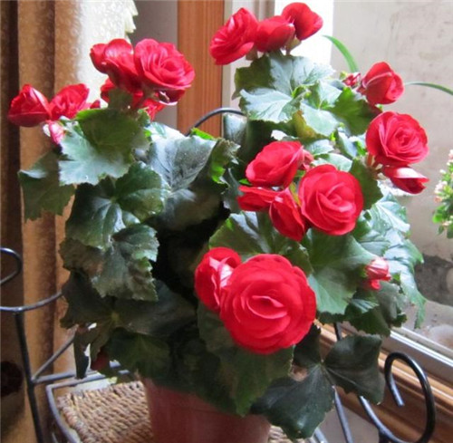 花期最長的花卉之一，四季開花好盆栽