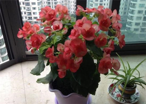 花期最長的花卉之一，四季開花好盆栽