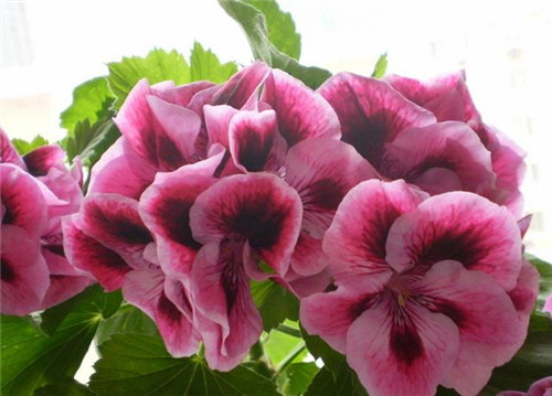 花期最長的花卉之一，四季開花好盆栽