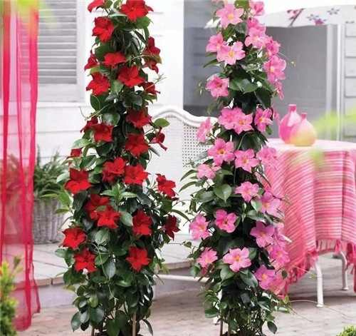 特別適合養成盆栽爬藤花卉的紅蟬花