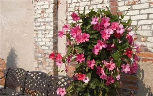特別適合養成盆栽爬藤花卉的紅蟬花