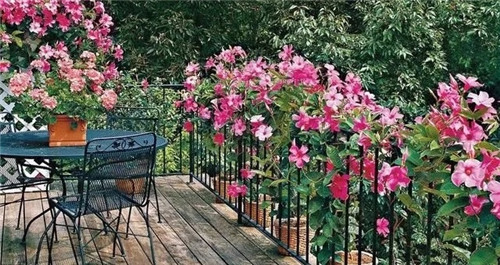 特別適合養成盆栽爬藤花卉的紅蟬花