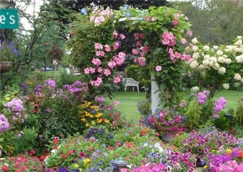 特別適合養成盆栽爬藤花卉的紅蟬花