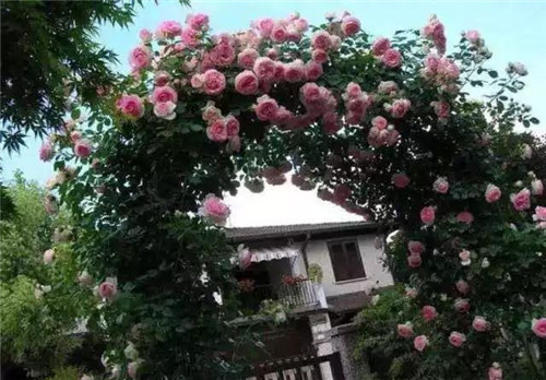 爬藤花卉種起來,夏天花開滿墻!