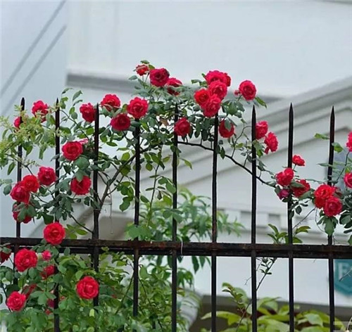 爬藤花卉種起來,夏天花開滿墻!