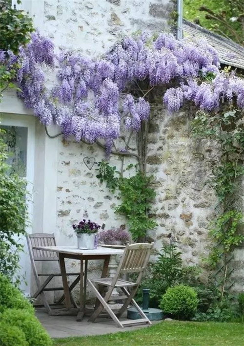 爬藤花卉種起來,夏天花開滿墻!