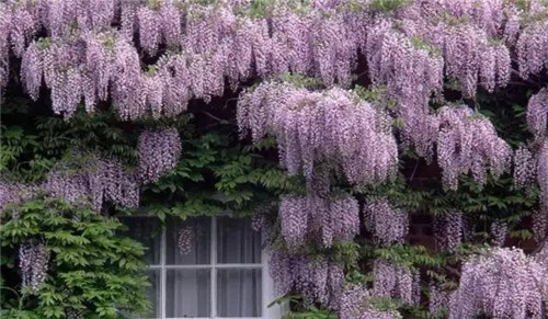 爬藤花卉種起來,夏天花開滿墻!