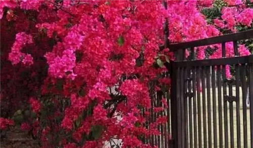 爬藤花卉種起來,夏天花開滿墻!