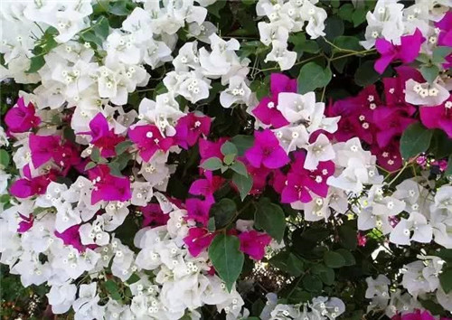 爬藤花卉種起來,夏天花開滿墻!