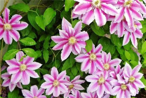 爬藤花卉種起來,夏天花開滿墻!