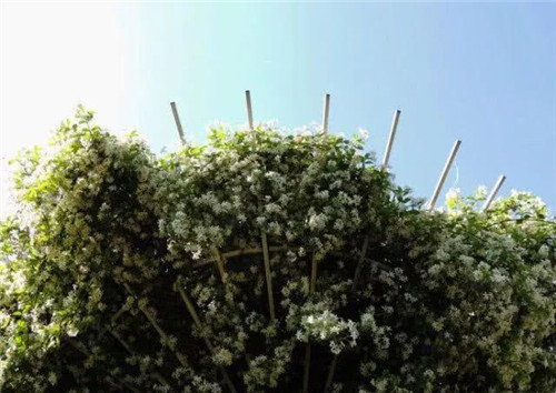 爬藤花卉種起來,夏天花開滿墻!