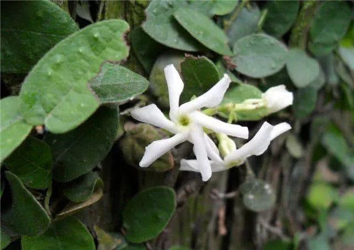 爬藤花卉種起來,夏天花開滿墻!